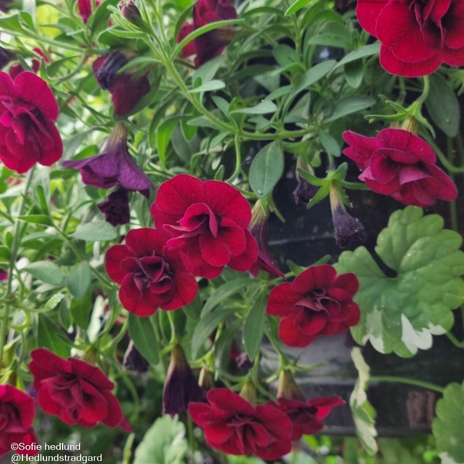 minipetunia-unique-double-velvet-red---3-plan-1