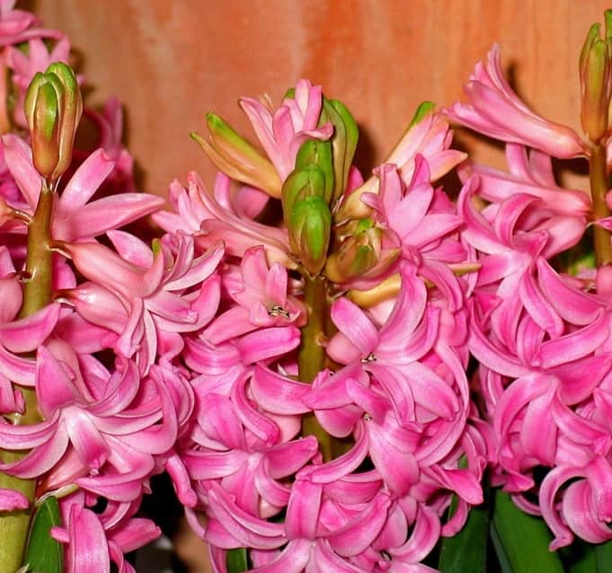 hyacint-jul--rosa-75cm-kruka-1