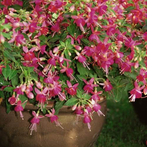 fuchsia-hng-cherry-105-cm-kruka-1