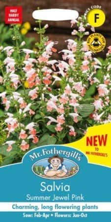 salvia-summer-jewel-pink-1