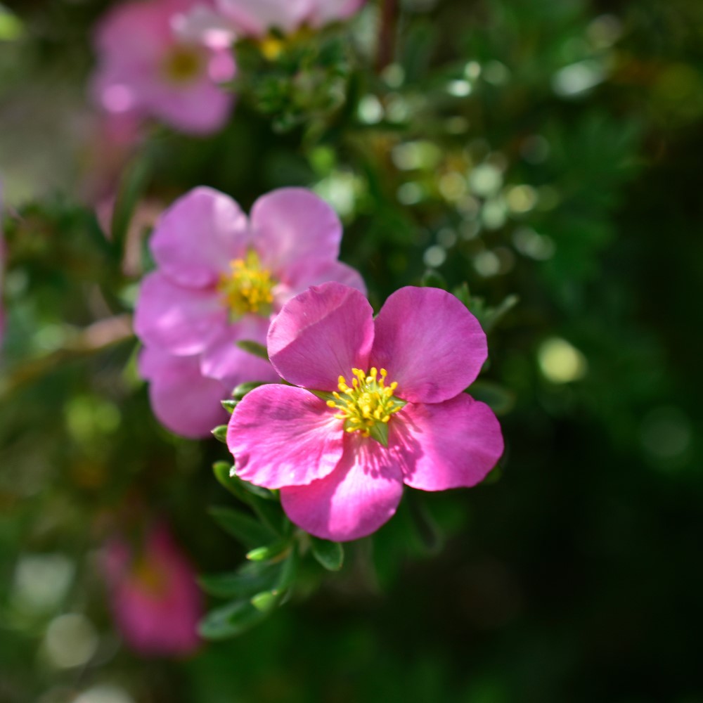 Trädgårdstok ’Pink Beauty’ 10-pack i kruka