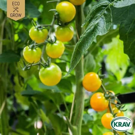 krsbrstomat-snowberry-krav-mrkt-1
