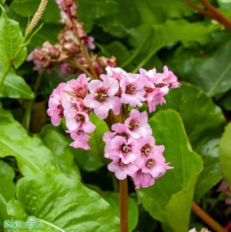 bergenia-rosenkristall-12cm-kruka-1