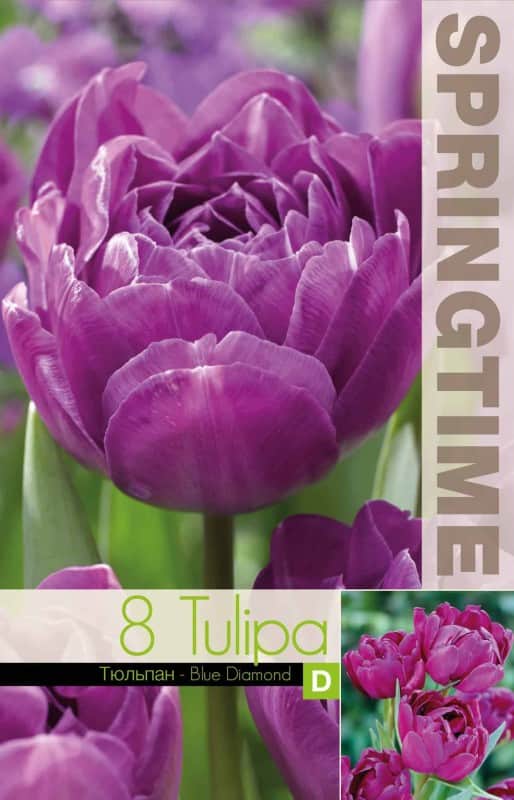 dubbel-sen-tulpan-blue-diamond-8st-2