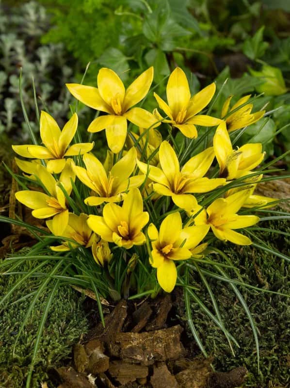 krokus-botanisk-korolkowii-15st-1