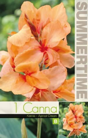 canna-apricot-dream-1