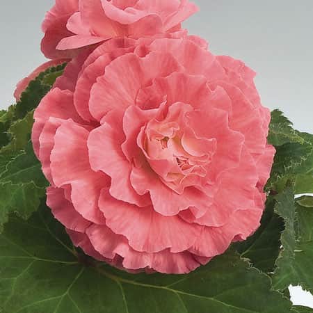 knlbegonia-goearly-pink-shades-105cm-1