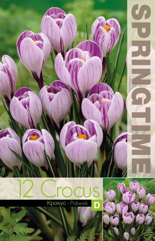 krokus-storblommig-pickwick-12st-2