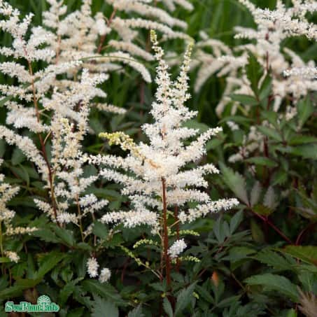 astilbe-astary-white-12cm-kruka-1