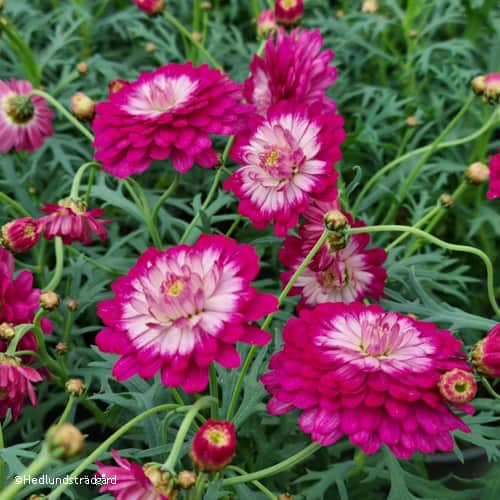 margerit-day-zee-double-pink-white-105-cm-kru-1