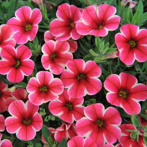 minipetunia-volcano-neon-105cm-kruka-2