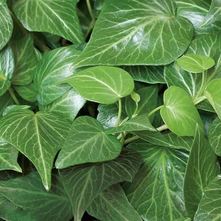 murgrna-tear-drop-12cm-kruka-1