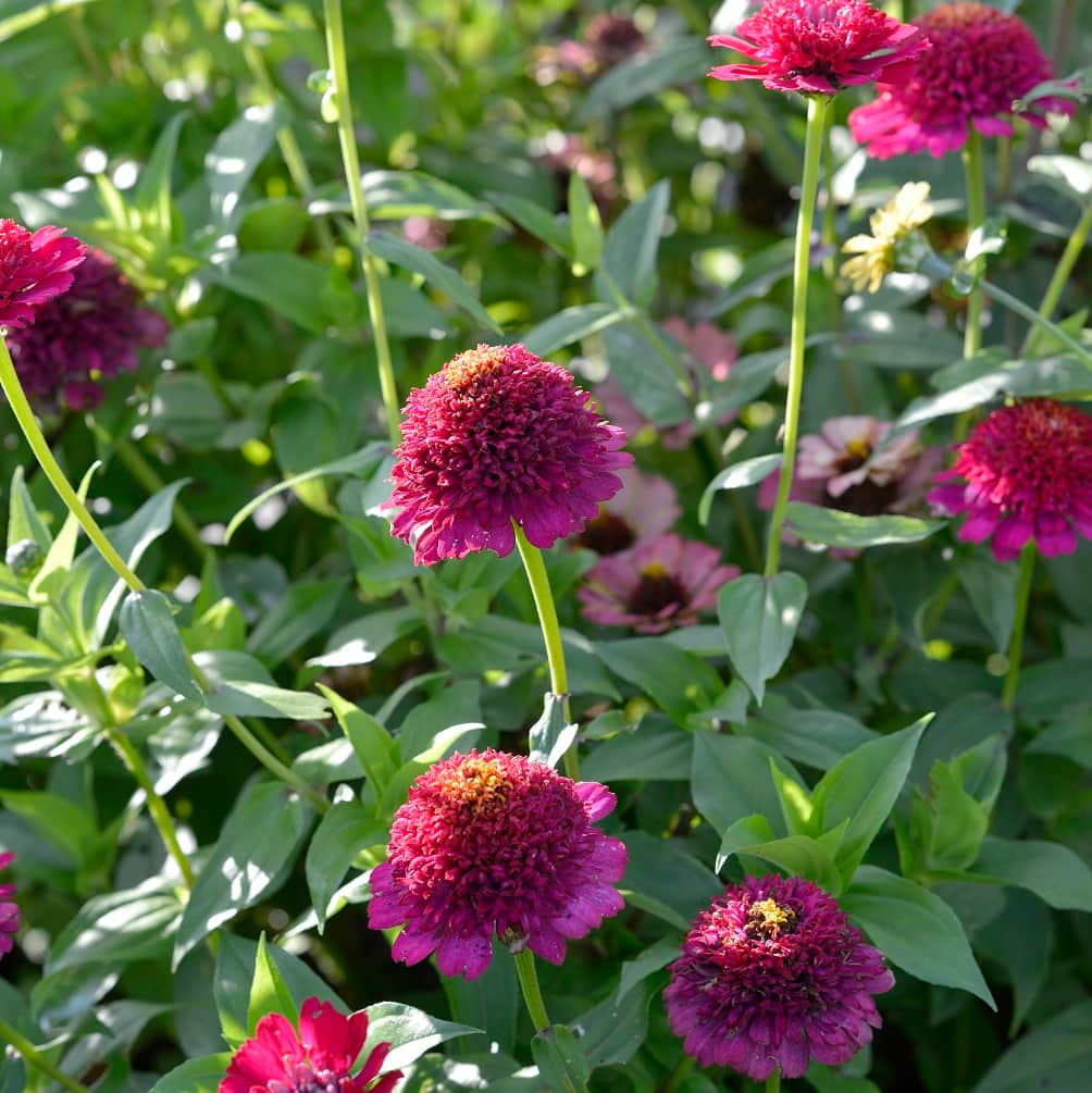 zinnia-cresto-violet-2