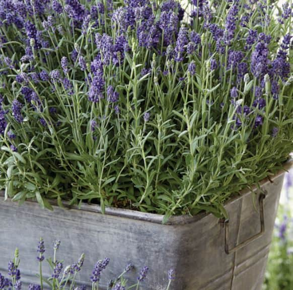 Лаванда Lavandula ang Blue Scent Impr