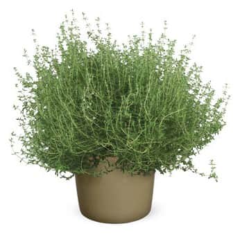 apelsintimjan-105cm-kruka-1