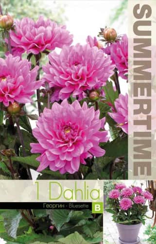 dekorativ-dahlia-bluesette-1st-1