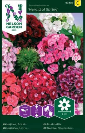 borstnejlika-herald-of-spring-1