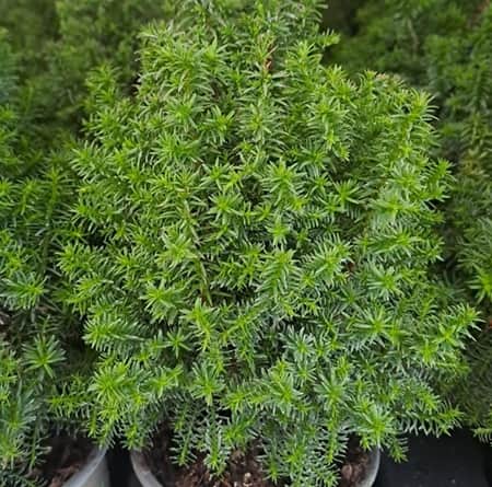 delcypress-top-point-11cm-kruka-1