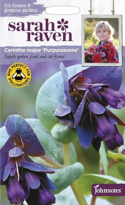 stor-vaxblomma-purpurascens-1