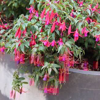 fuchsia-sundancer-105cm-kruka-1