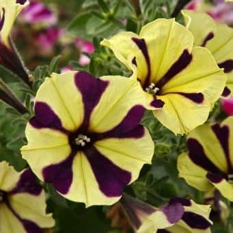 petunia-peppy-bee---3-plantor-1