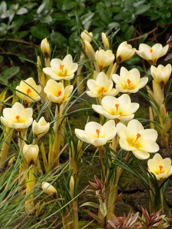 krokus-botanisk-cream-beauty-25st-1