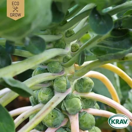 brysselkl-groninger-krav-mrkt-1