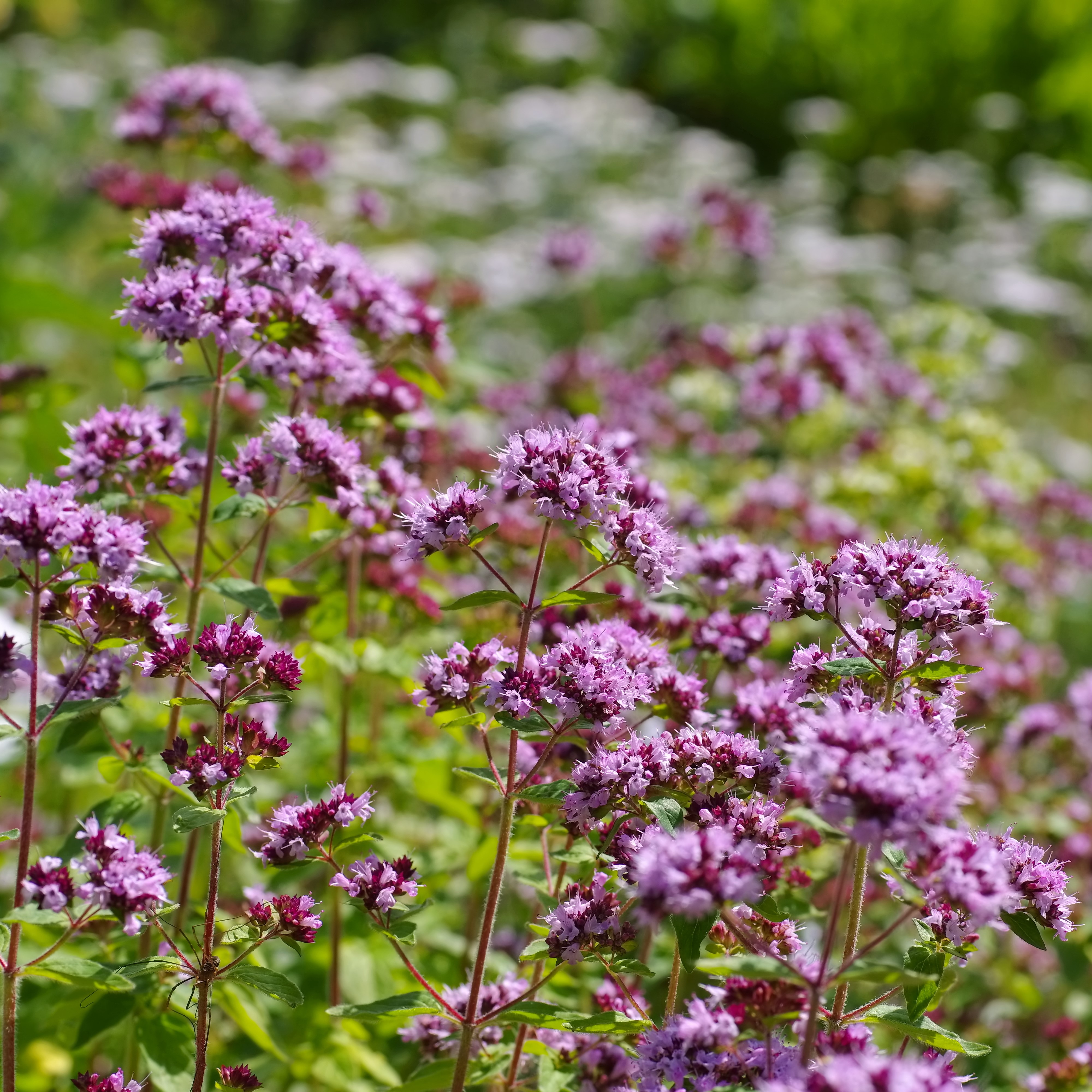 Purpurmejram ’Herrenhausen’ 9cm kruka