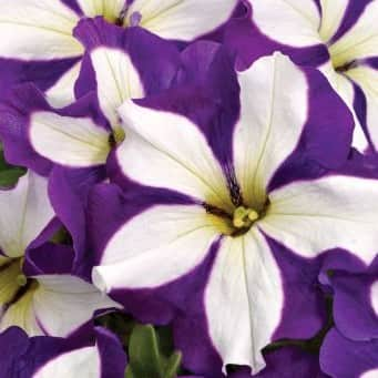 petunia-crazytunia-lucky-lilac---3-plantor-1