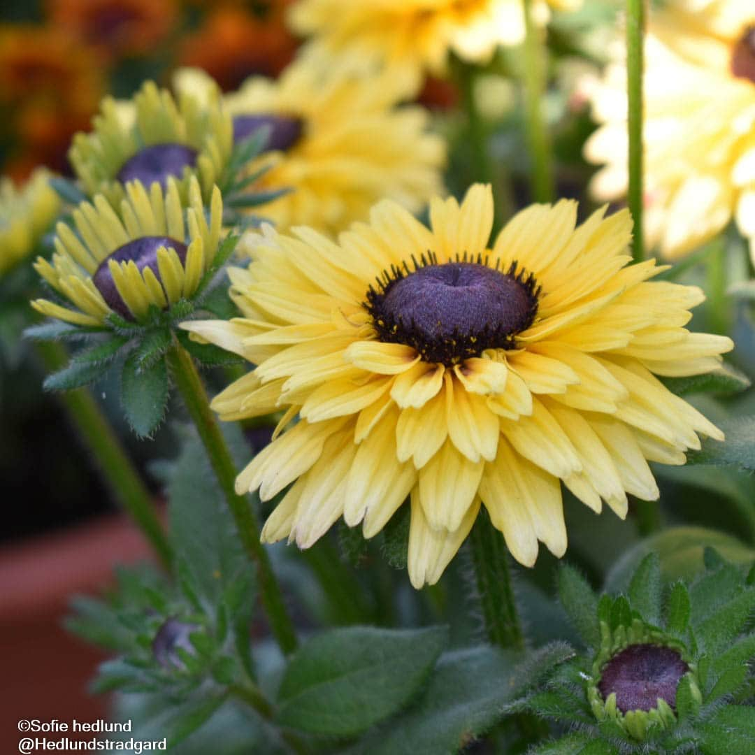 sommarrudbeckia-rudy-double-yellow-lemon---3-1