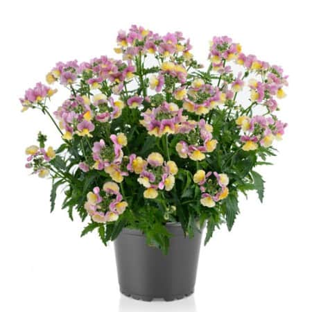 nemesia-banana-swirl-105cm-kruka-1