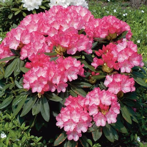 rhododendron-fantastica-co-20-25cm-1-pack-2
