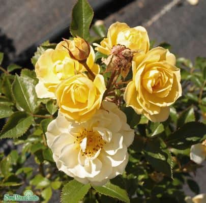 modern-buskros-golden-cover-10-pack-barrot-1