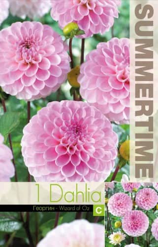boll-dahlia-wizard-of-oz-1st-1