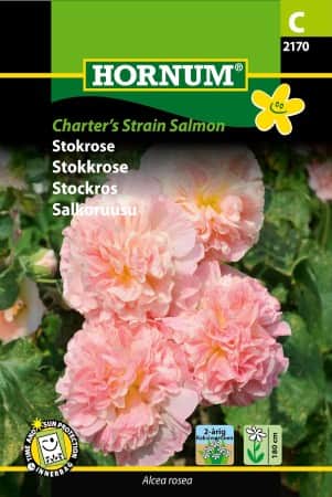 stockros-chaters-strain-salmon-1