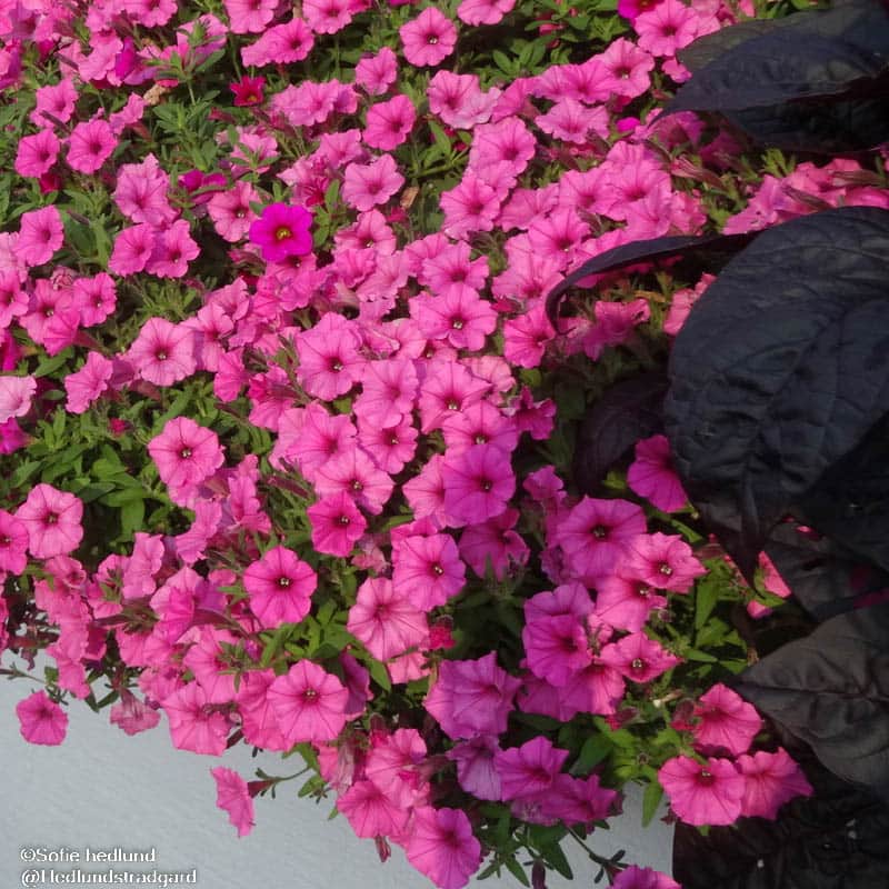petunia-vista-paradise-105cm-kruka-1