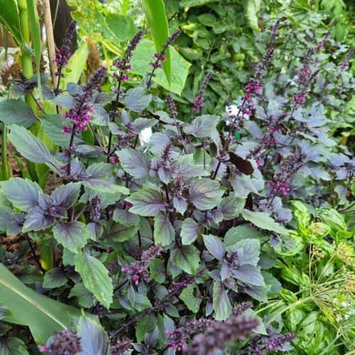 blomsterbasilika-wild-magic-105cm-kruka-1