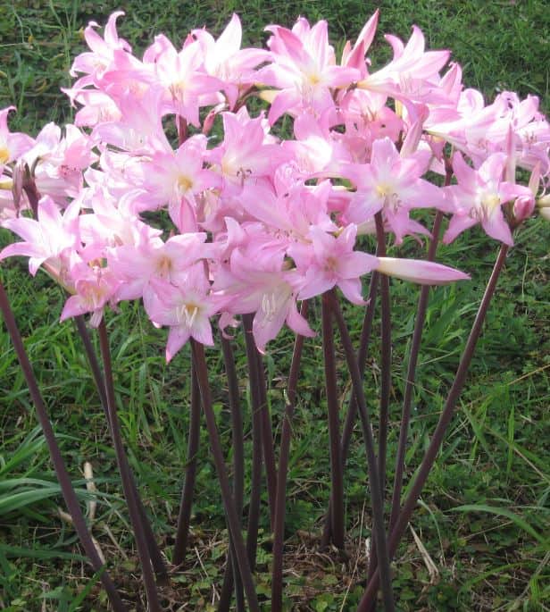 amaryllis-belladonna-pink-1st-1