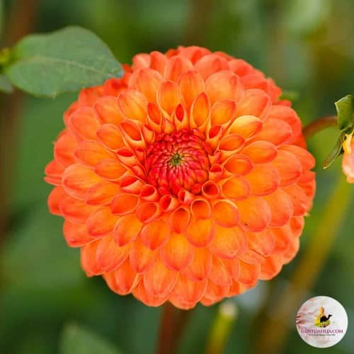 boll-dahlia-souvenir-dete-1st-2