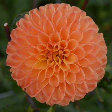 boll-dahlia-souvenir-dete-1st-1