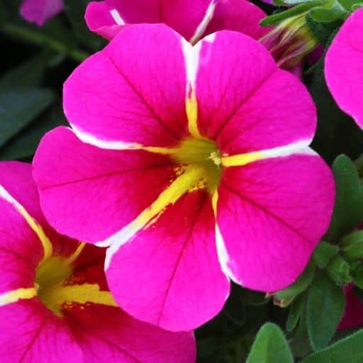 minipetunia-aloha-pink-cart-wheel-105cm-kruka-1