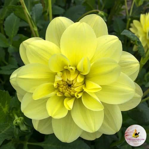 nckros-dahlia-glory-of-heemstede-1st-1