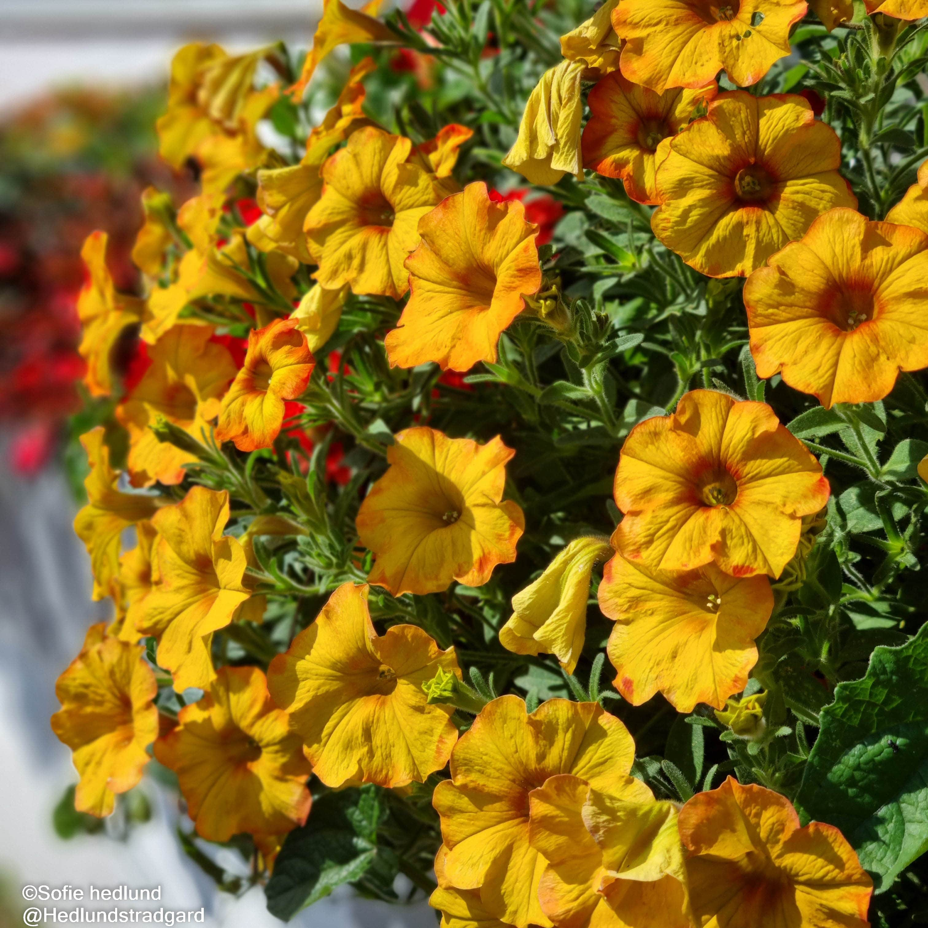 petunia-beautical-sunset-orange-105cm-kruka-1