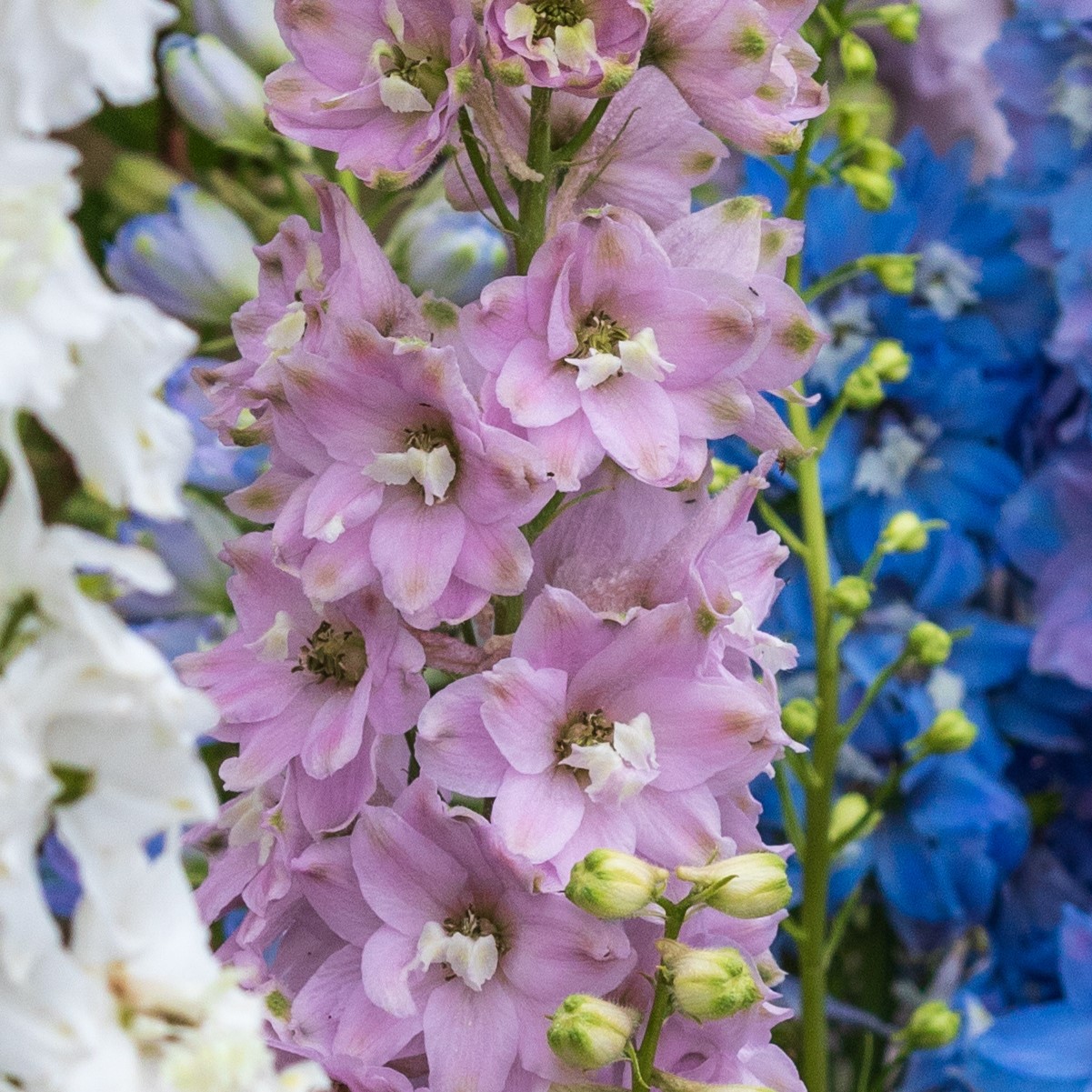 Trädgårdsriddarsporre ’M.F. Pink Shades’ 9cm kruka