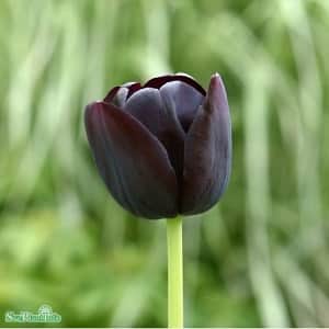 enkel-sen-tulpan-queen-of-night-8st-1