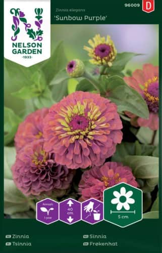 zinnia-sunbow-purple-1