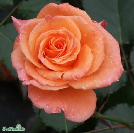 floribundaros-gavn-1-pack-barrot-1