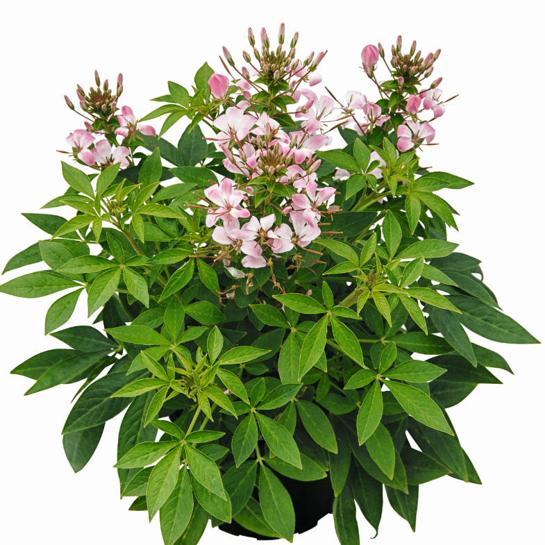 paradisblomster-arana-rosa-3-plantor-2