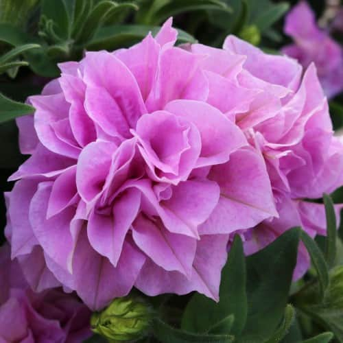 petunia-origami-pink-105cm-kruka-1