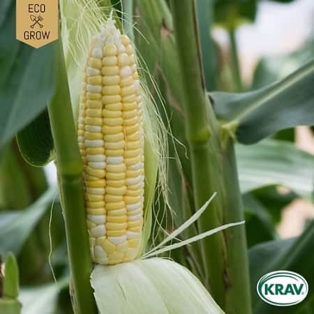 sockermajs-golden-bantam-krav-mrkt-1